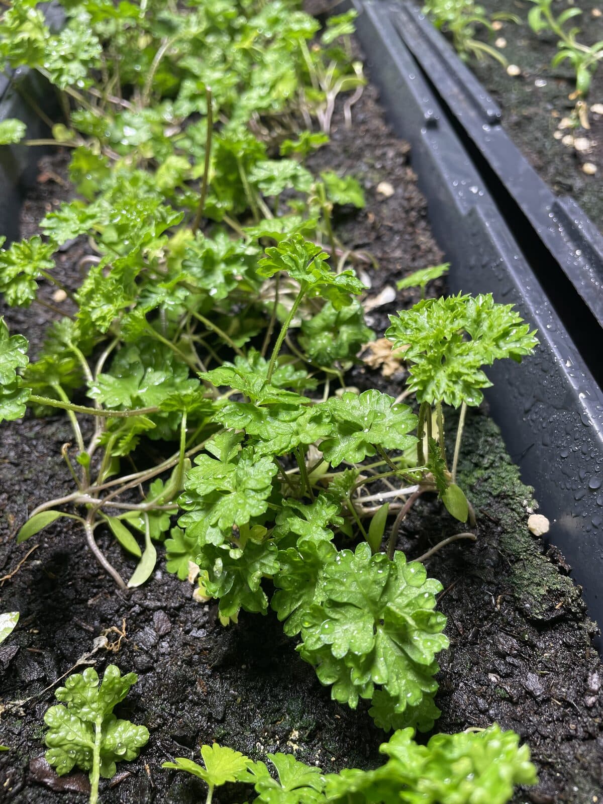 Semis de printemps